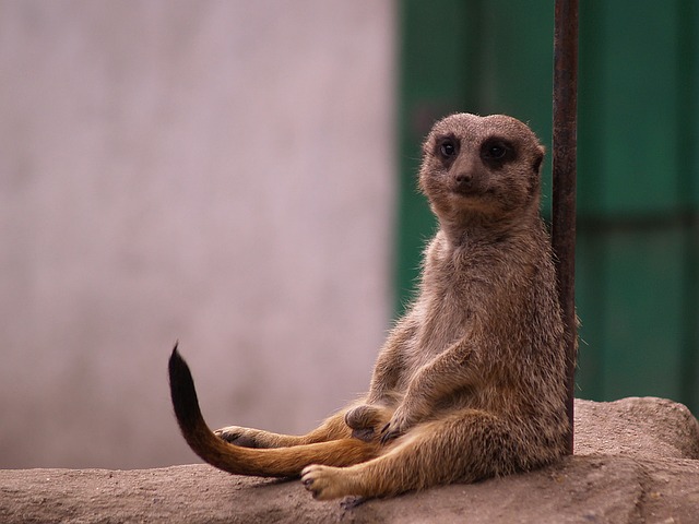 sedící surikata